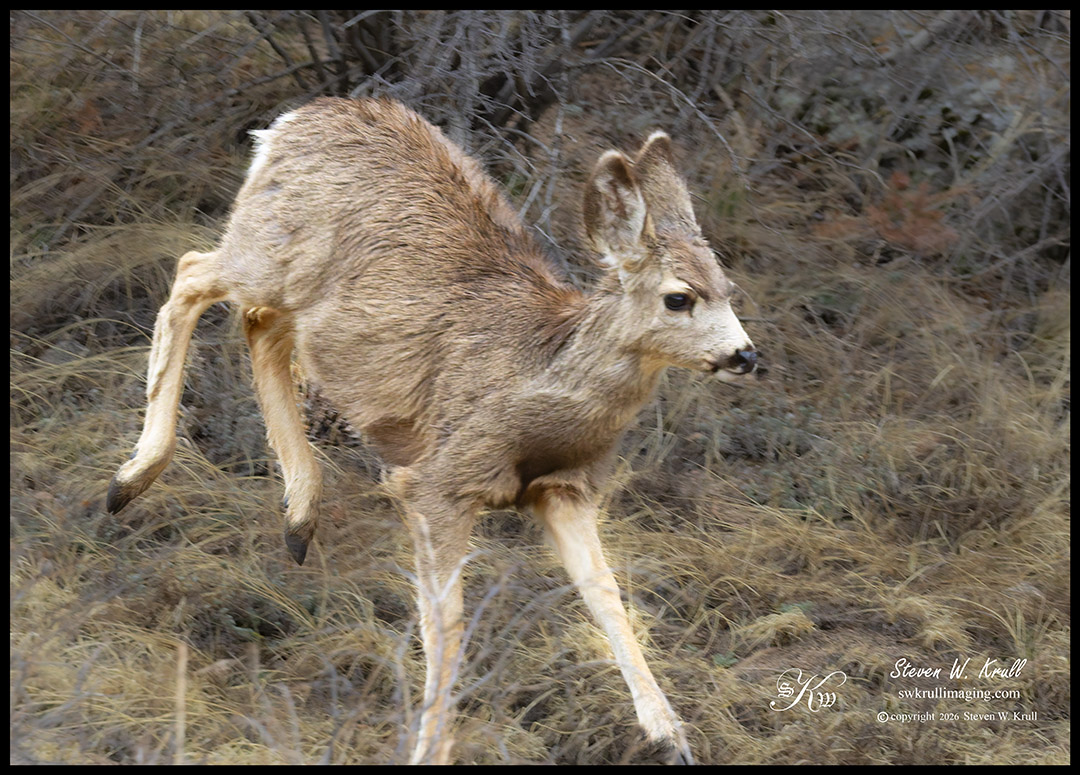 Mule Deer Herd