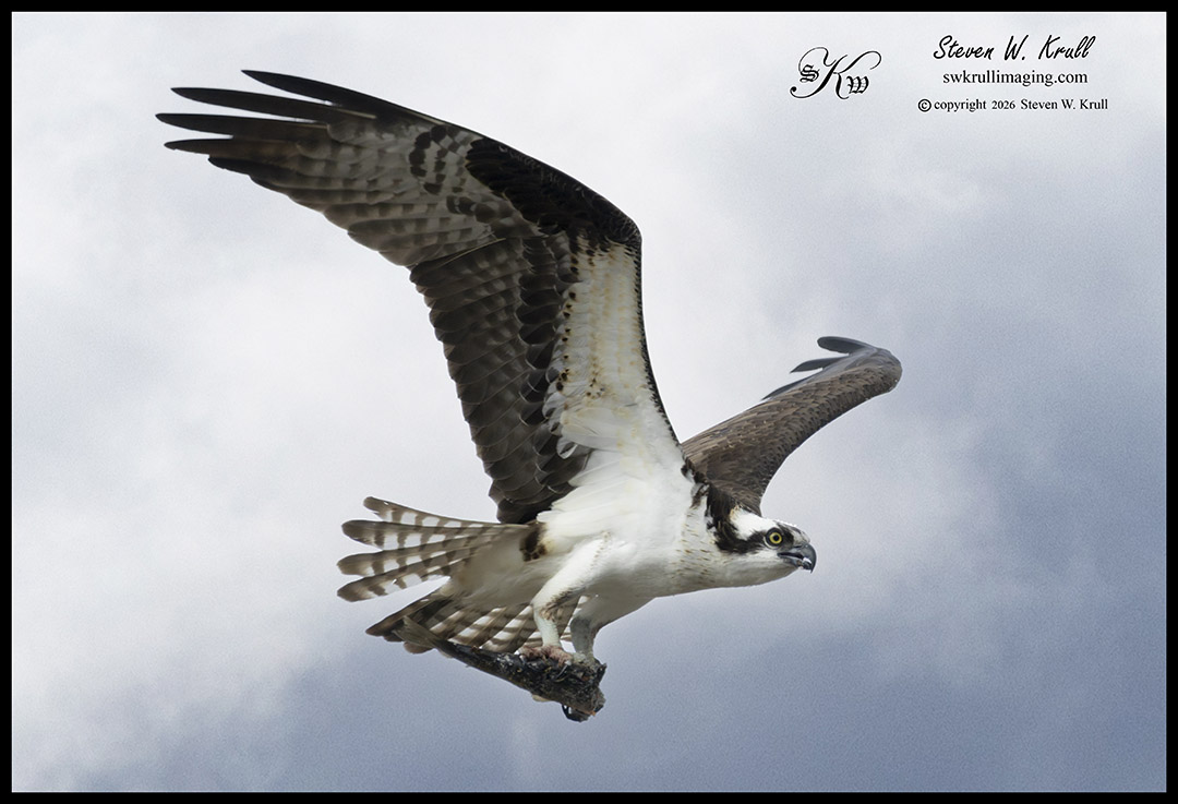 Osprey