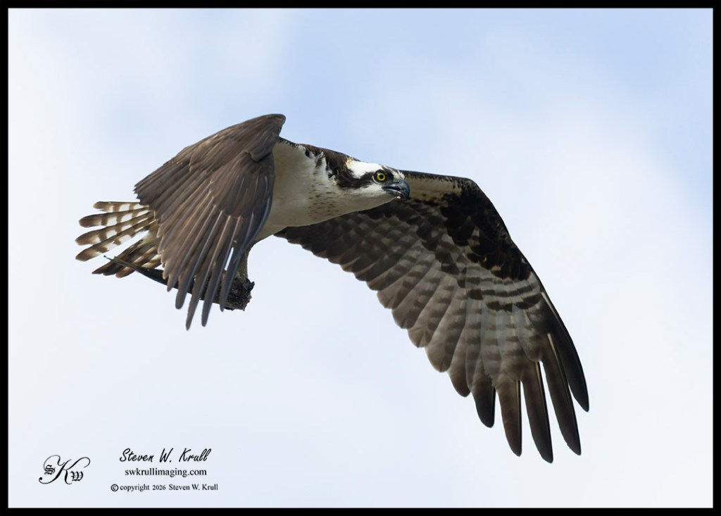 Osprey