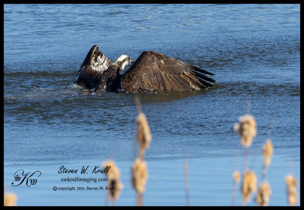 Osprey in the Rocky Mountains