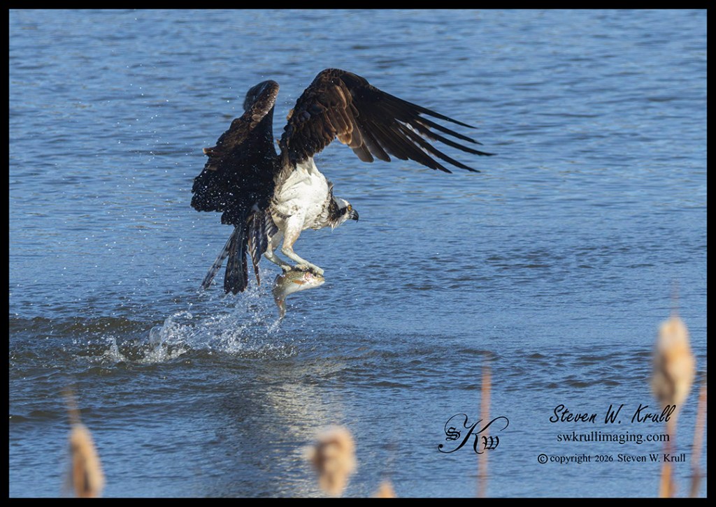 Osprey in the Rocky Mountains