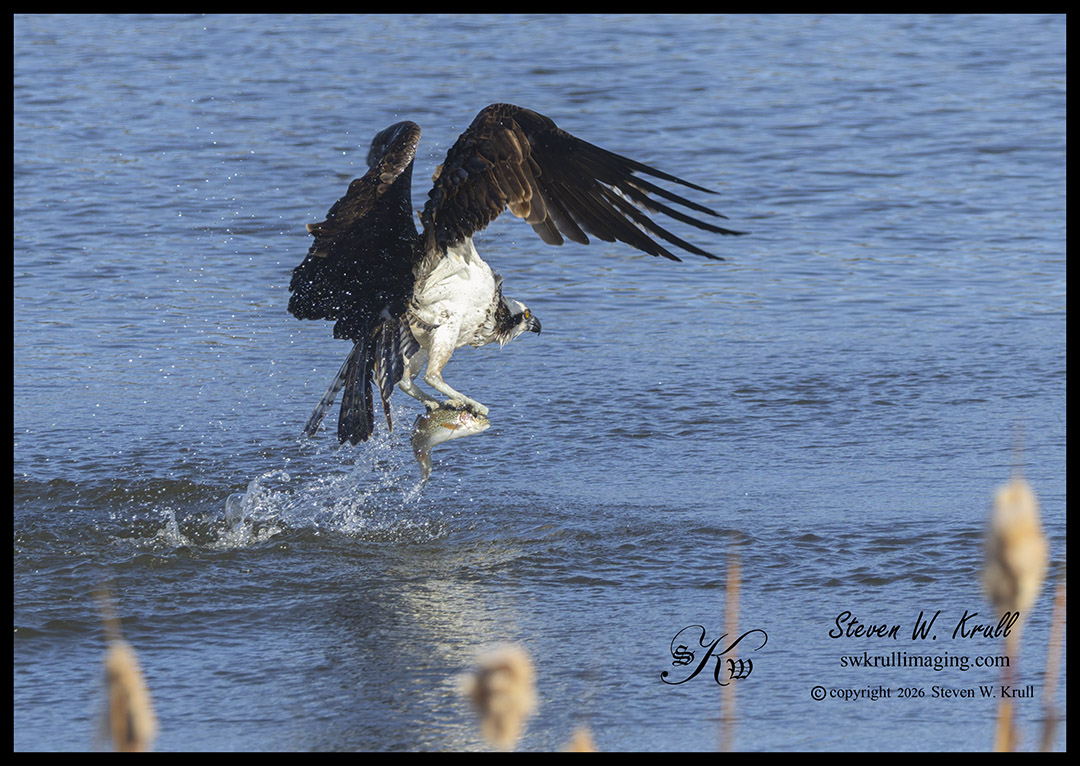 Osprey in the Rocky Mountains