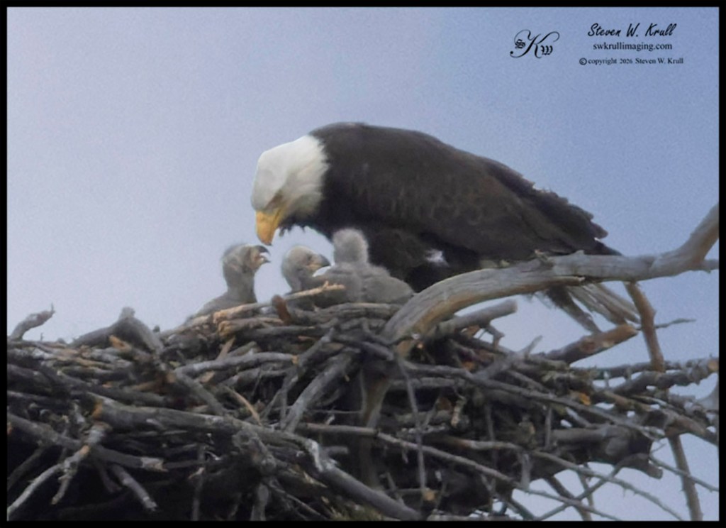 Bald Eagle Family
