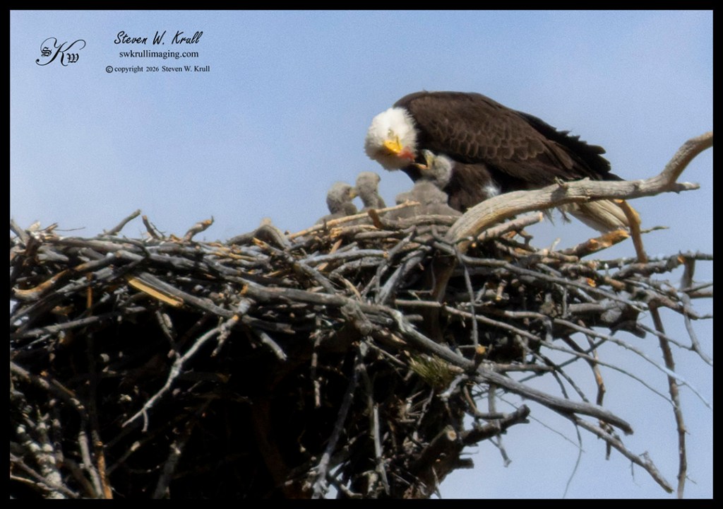 Bald Eagle Family