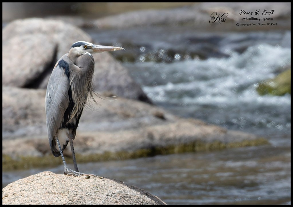 Great Blue Heron