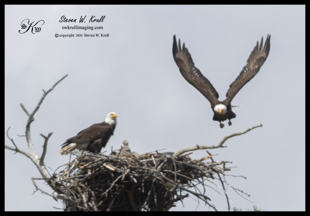 Bald Eagle Family