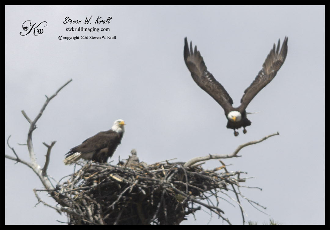 Bald Eagle Family
