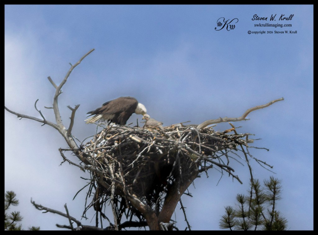 Bald Eagle Family