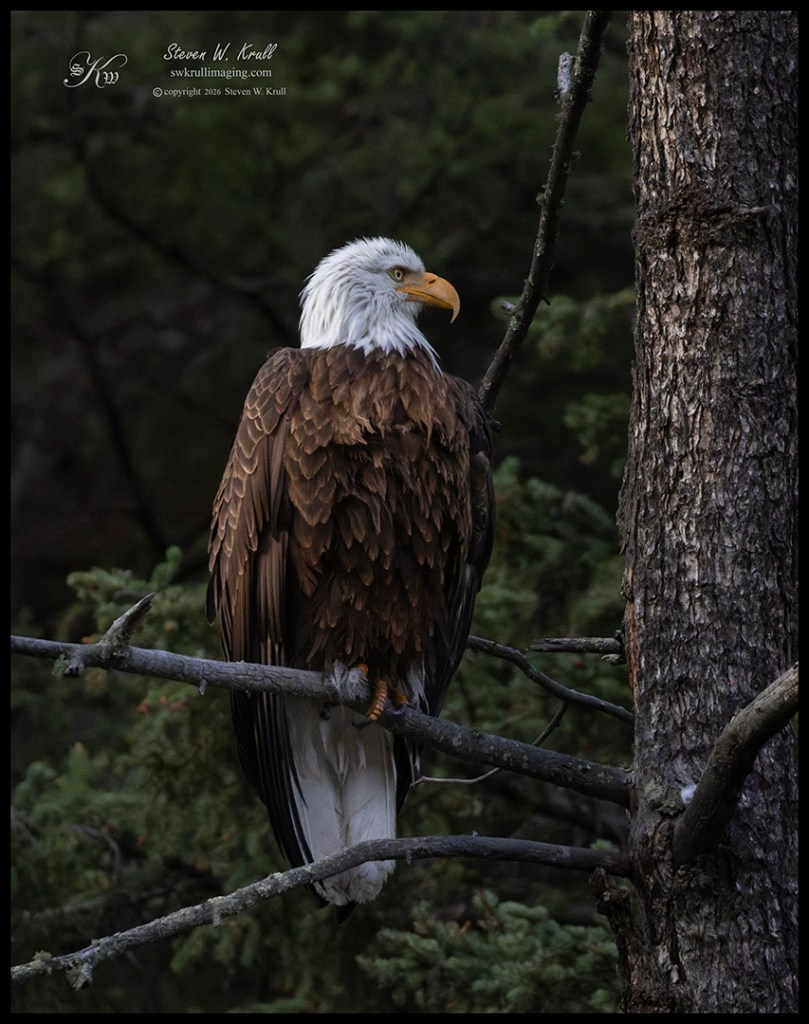 Bald Eagle Fishing