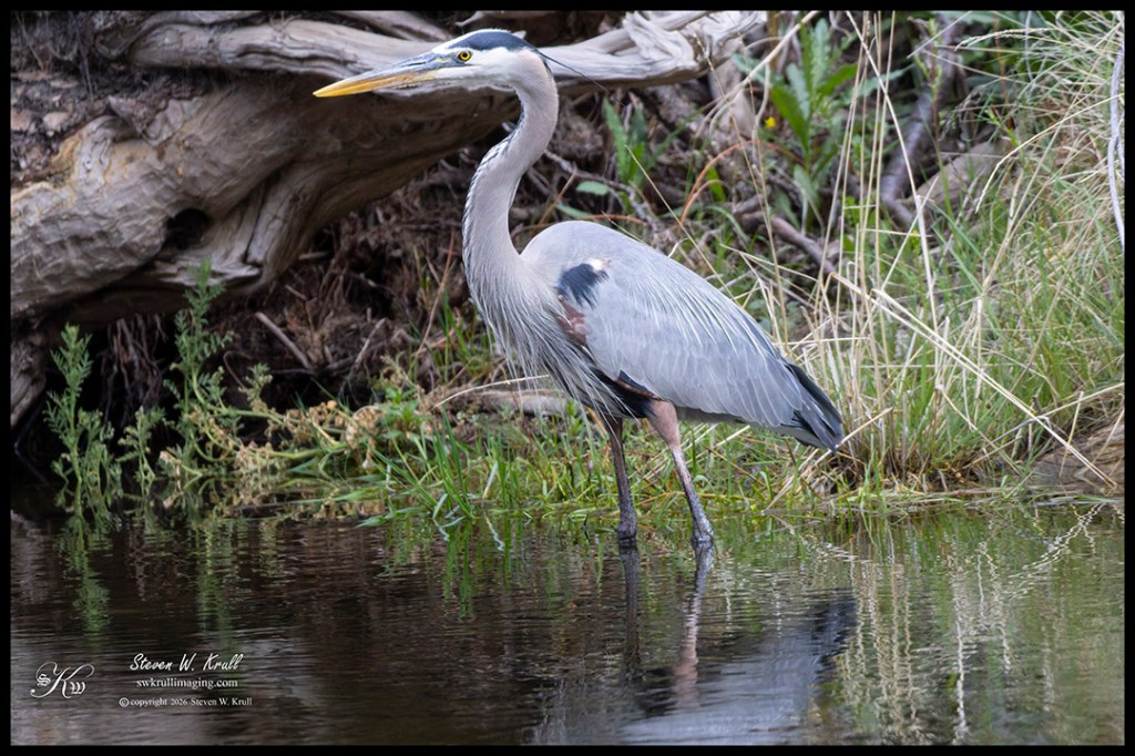 Great Blue Heron