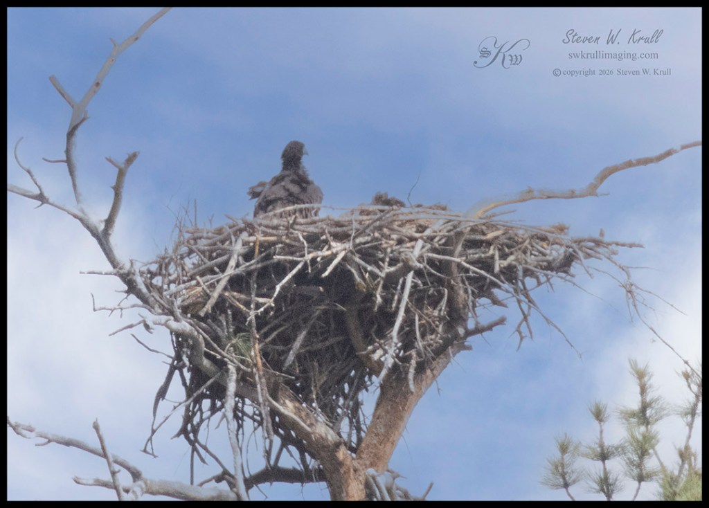 Bald Eaglets
