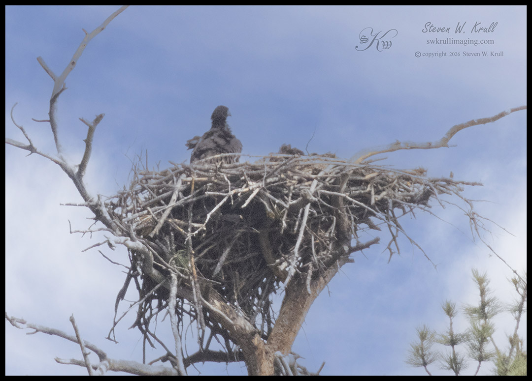 Bald Eaglets