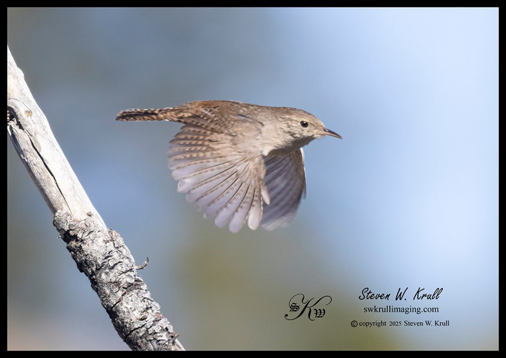 Northern House Wren