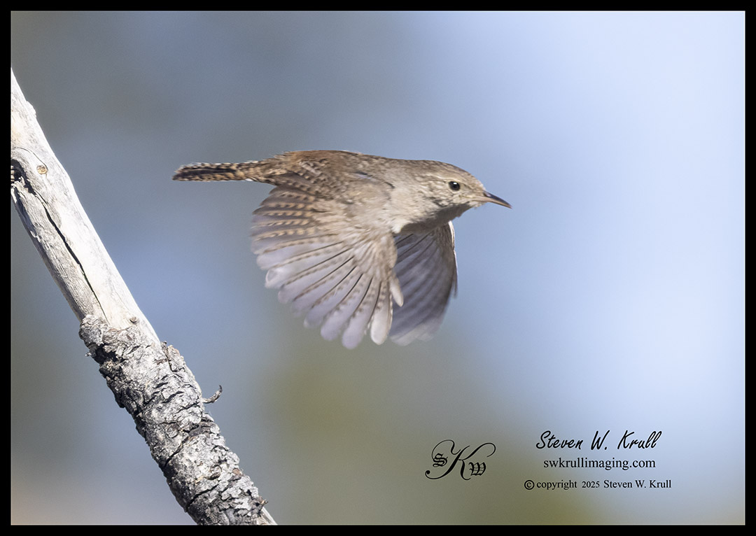 Northern House Wren