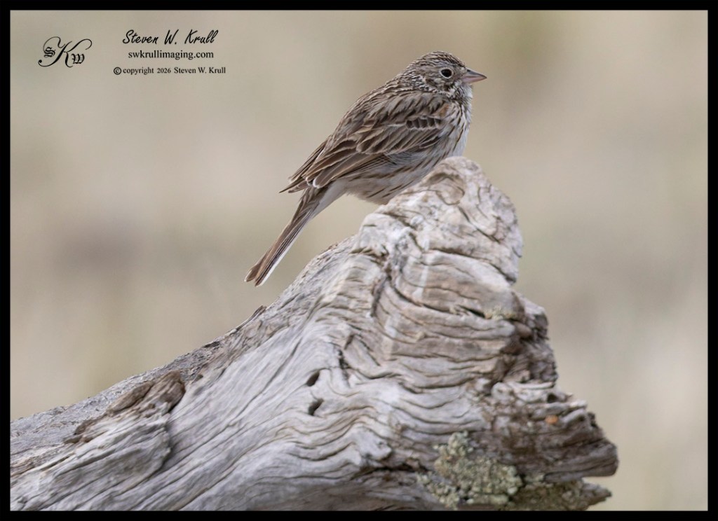 Vesper Sparrow