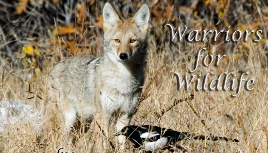 Hungry Coyote