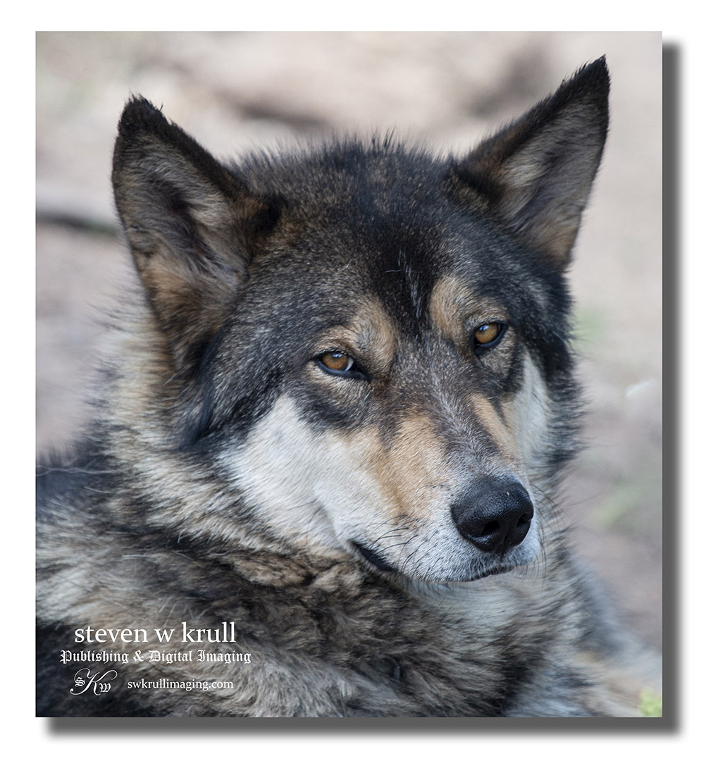 gray wolf