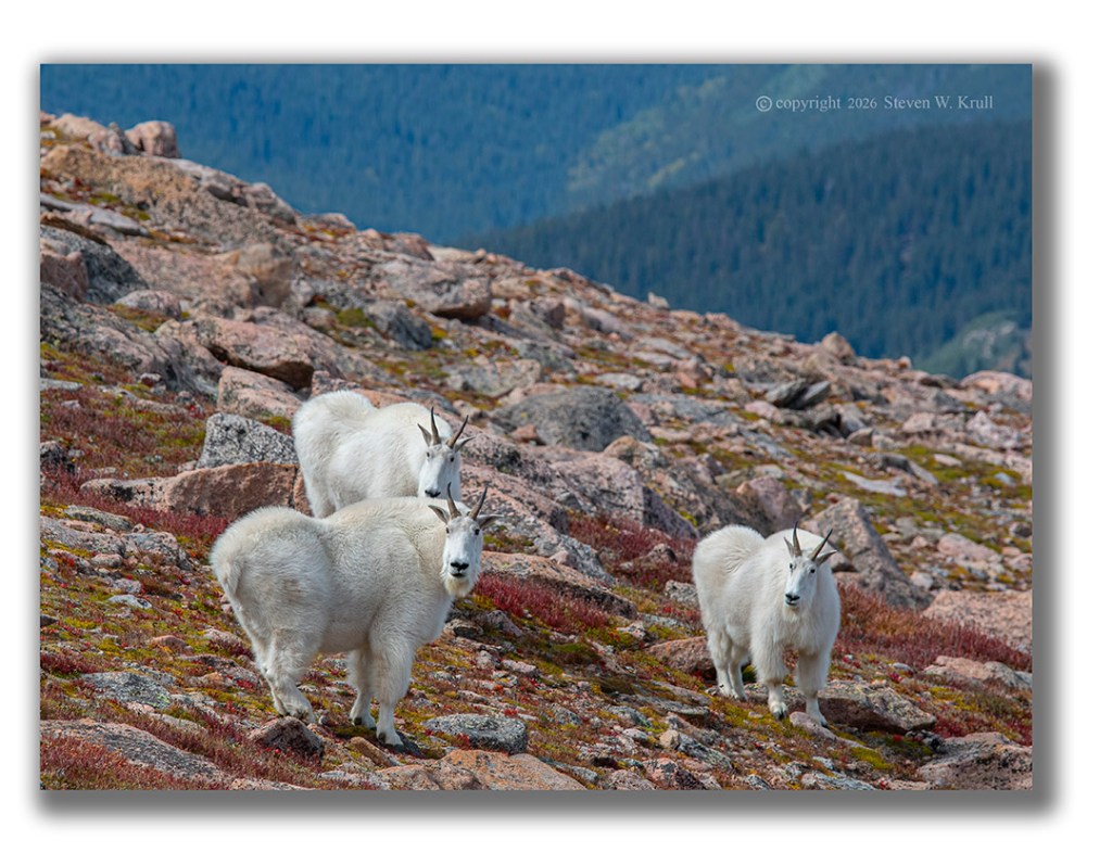Mountain Goats