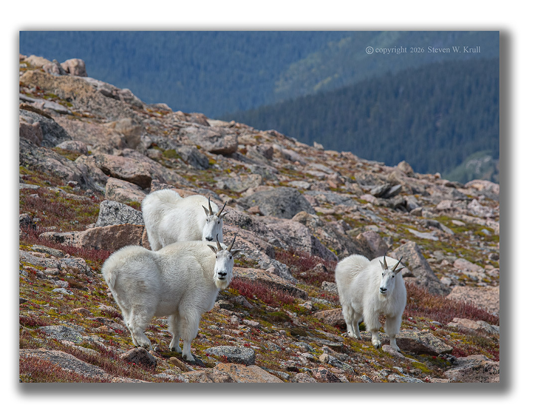 Mountain Goats