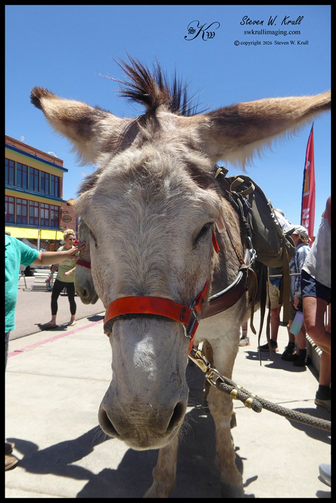2026 Donkey Derby Days