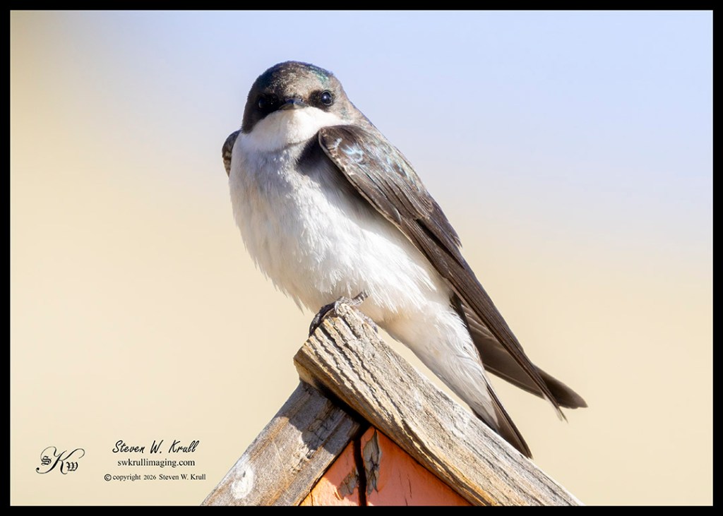 Violet -green Swallow
