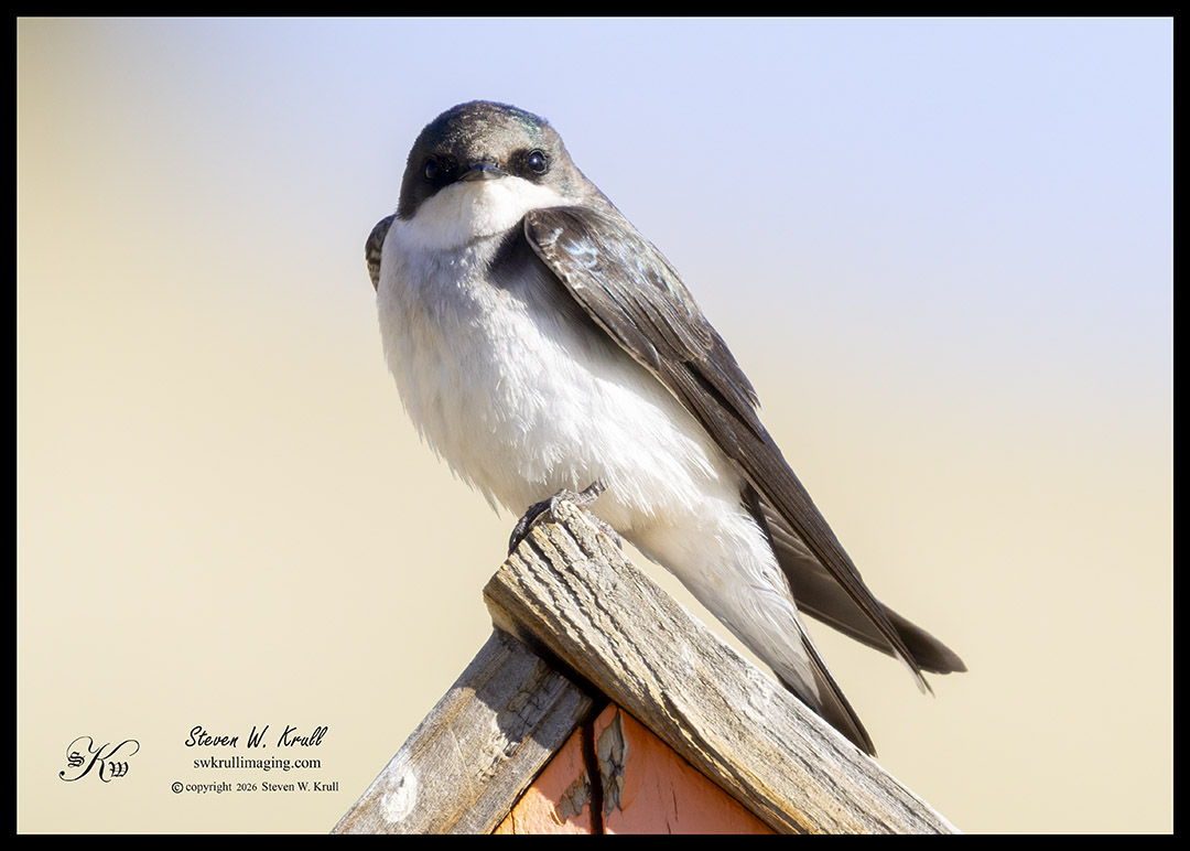 Violet -green Swallow