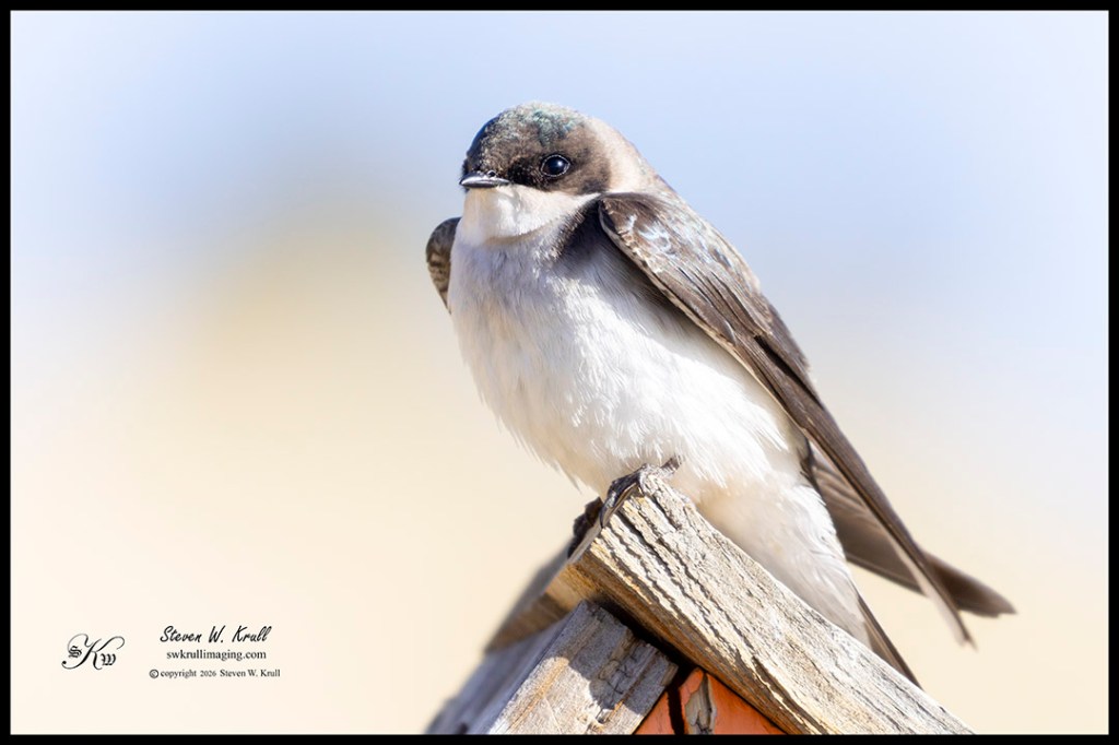 Violet -green Swallow