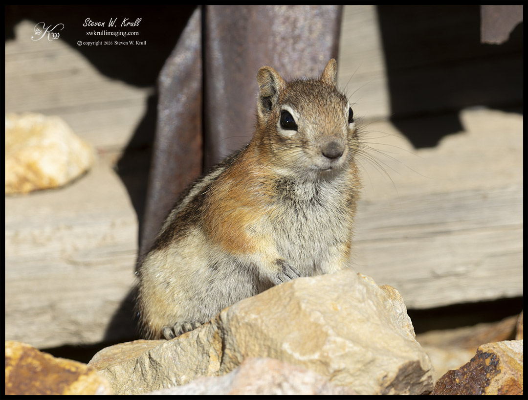 Chipmunk in Mine Country