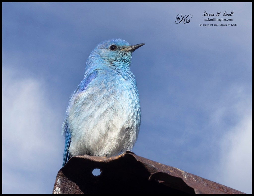 Mountain bluebird has made a home in an abandoned gold mine