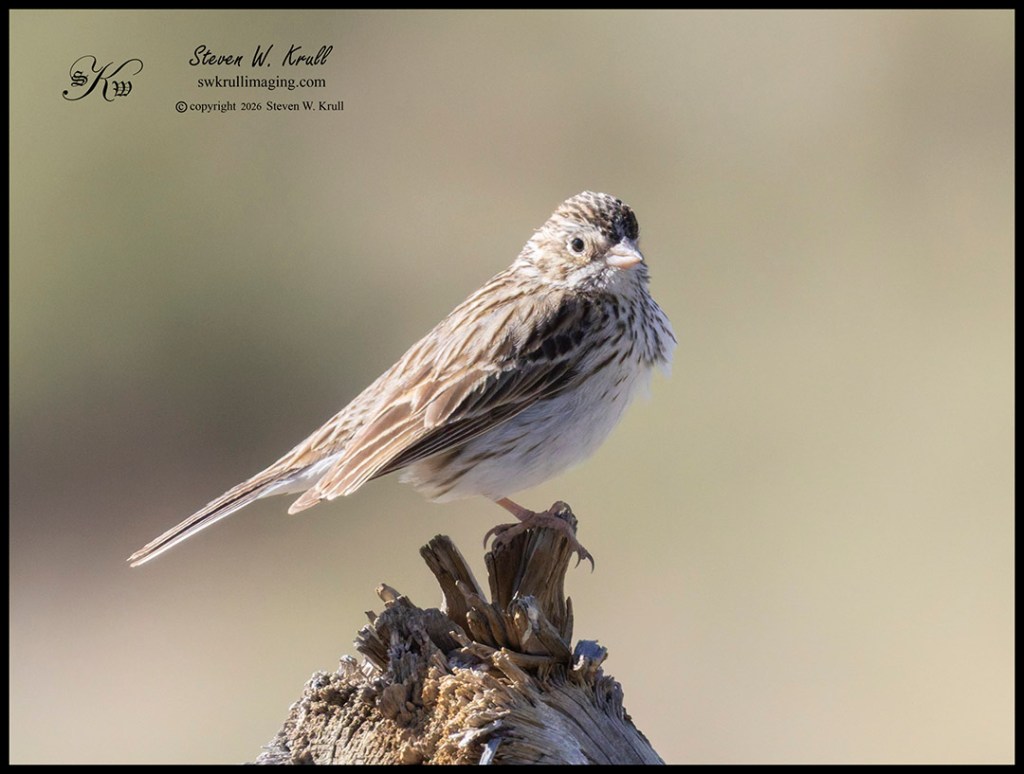 Vesper Sparrow