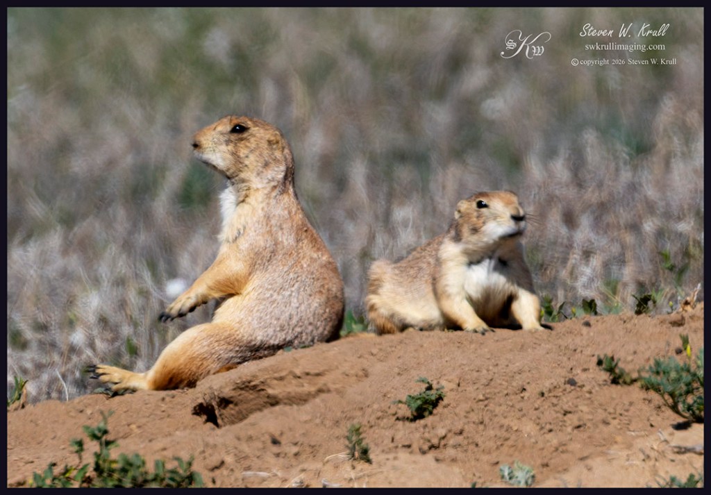 Prairie Dog