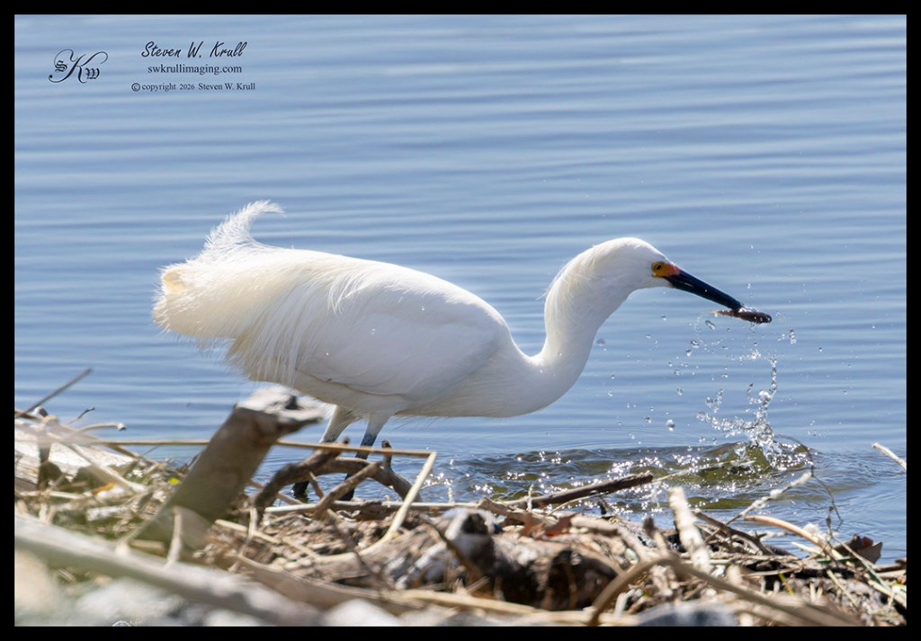 Snowy Egret