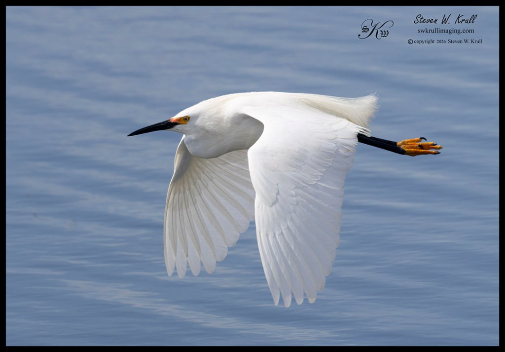 Snowy Egret