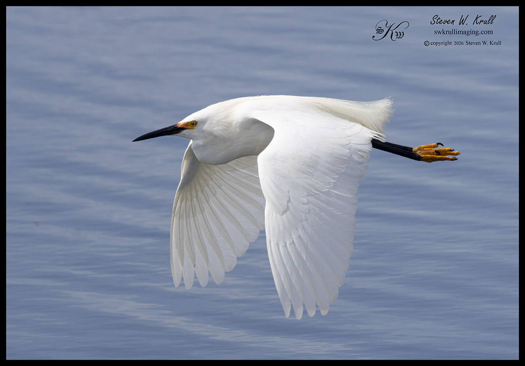 Snowy Egret