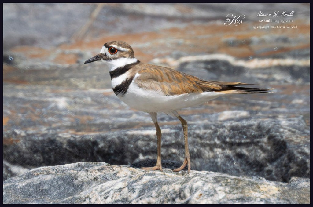 Killdeer