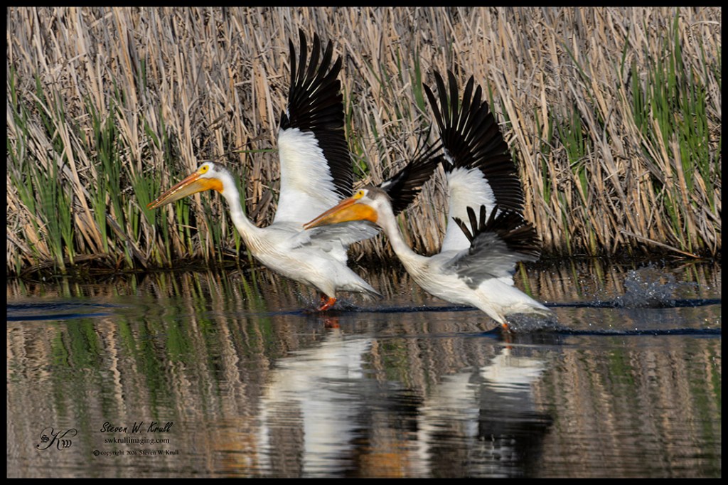 Pelicans
