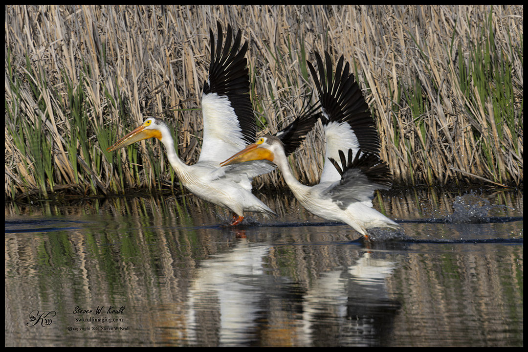 Pelicans