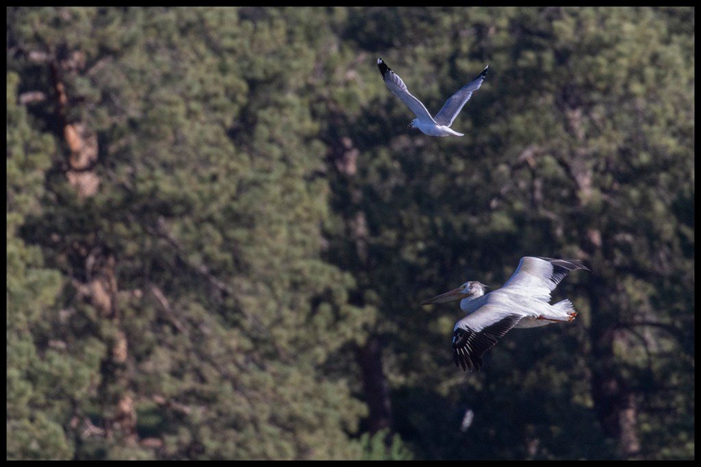 Pelicans