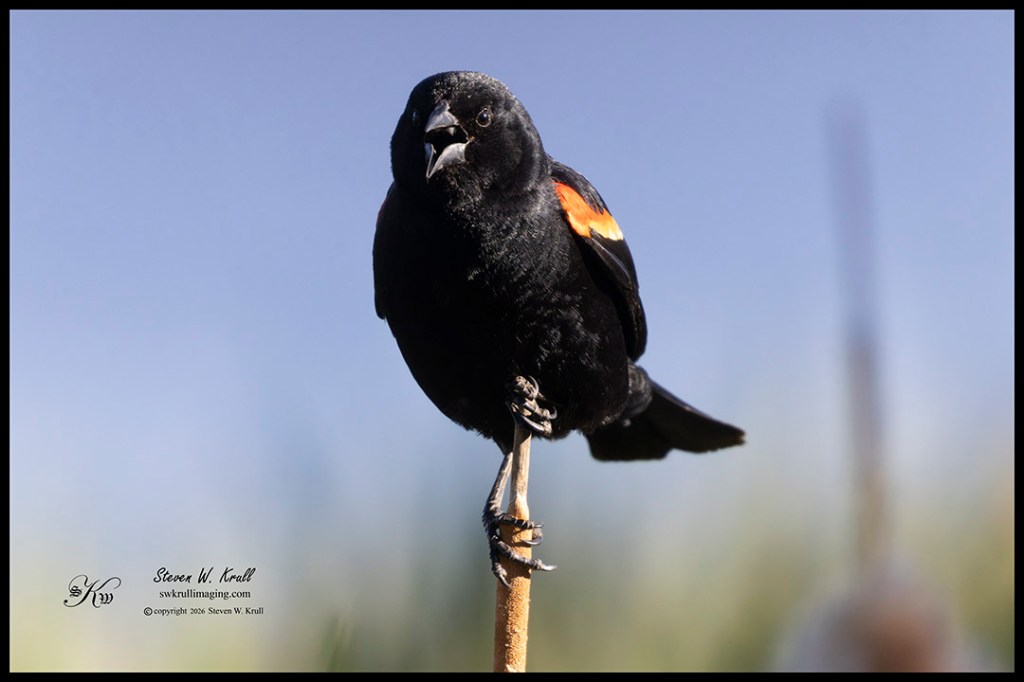 Red-Winged Blackbird