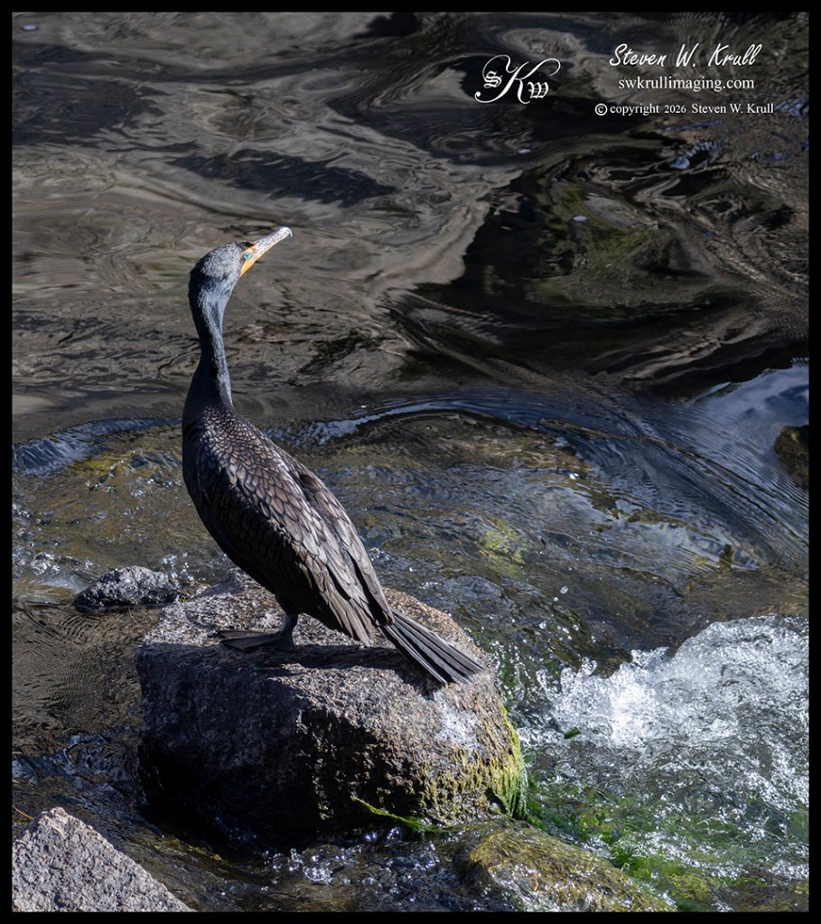 Double Crested Cormorant
