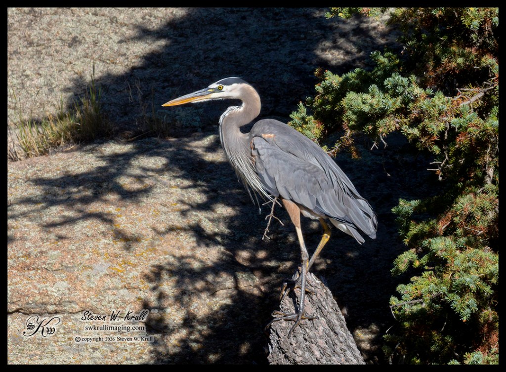 Great Blue Heron