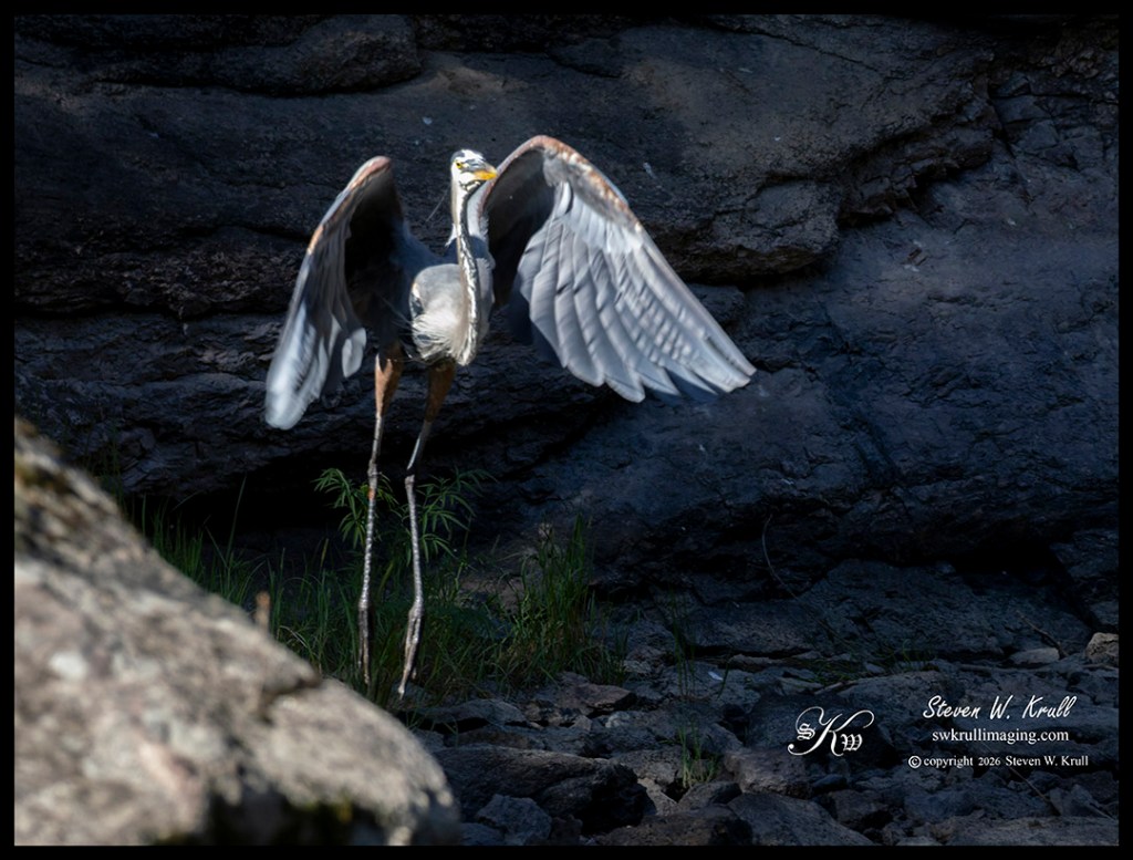 Great Blue Heron