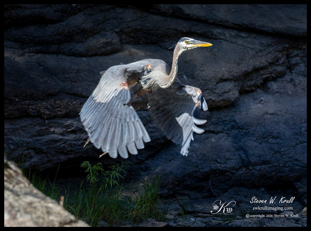 Great Blue Heron