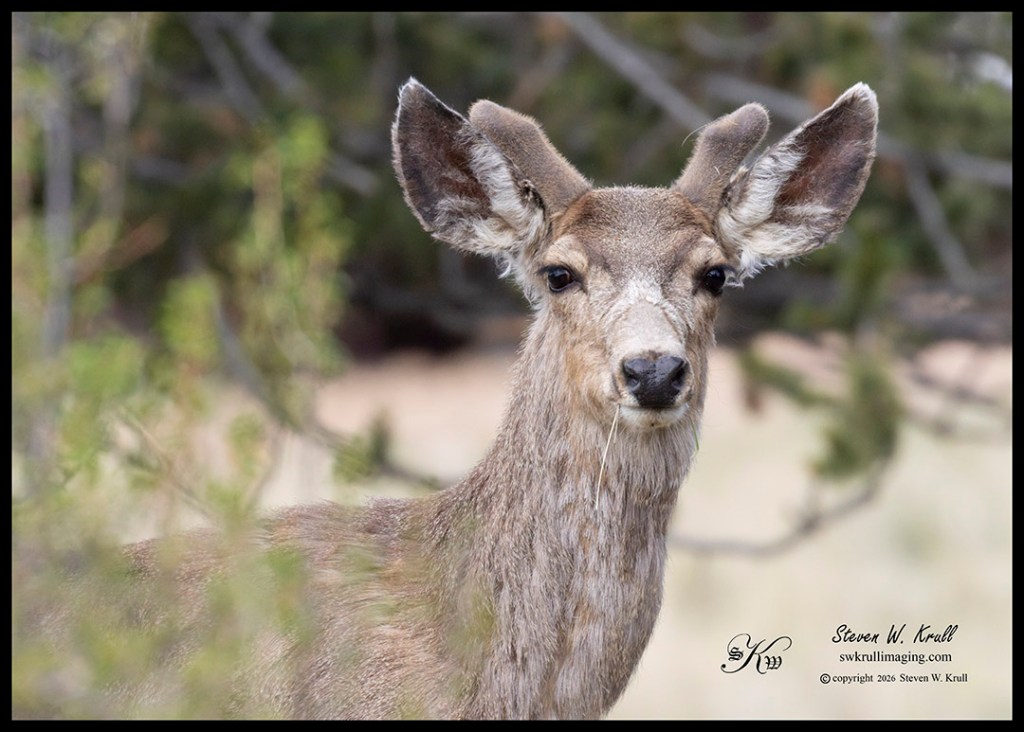 Young Buck