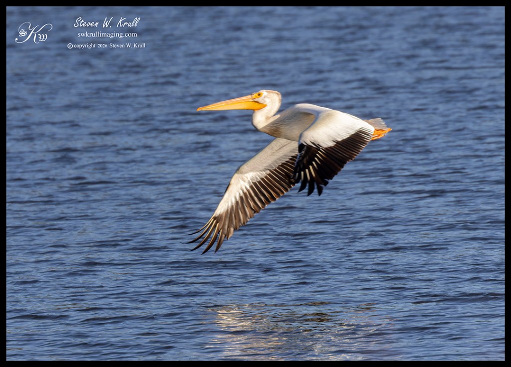 American White Pelicans
