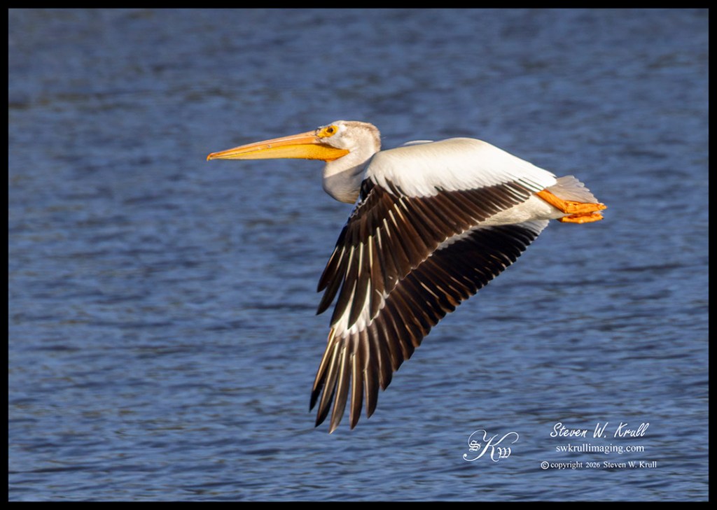 American White Pelicans