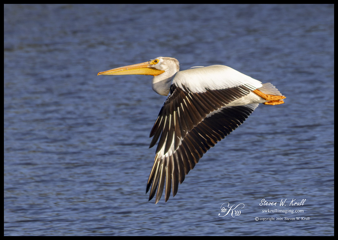 American White Pelicans