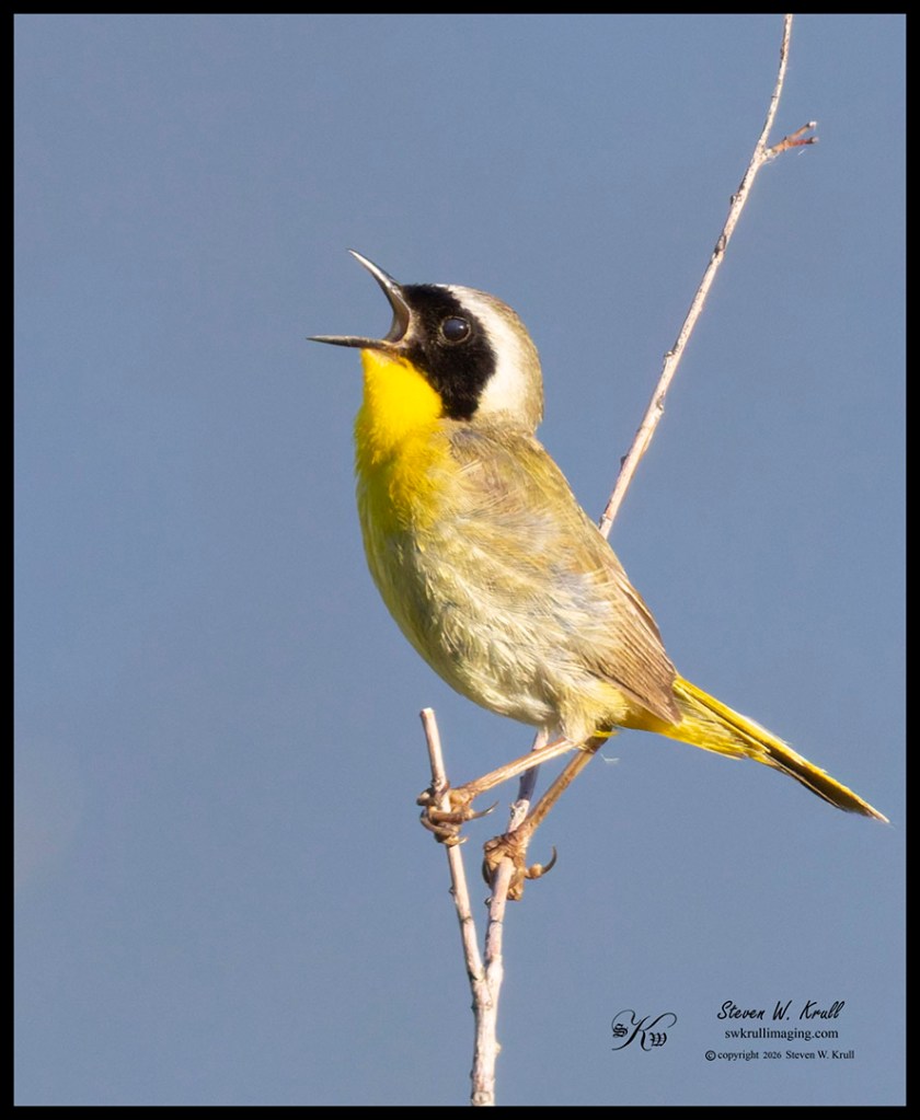 Common Yellowthroat
