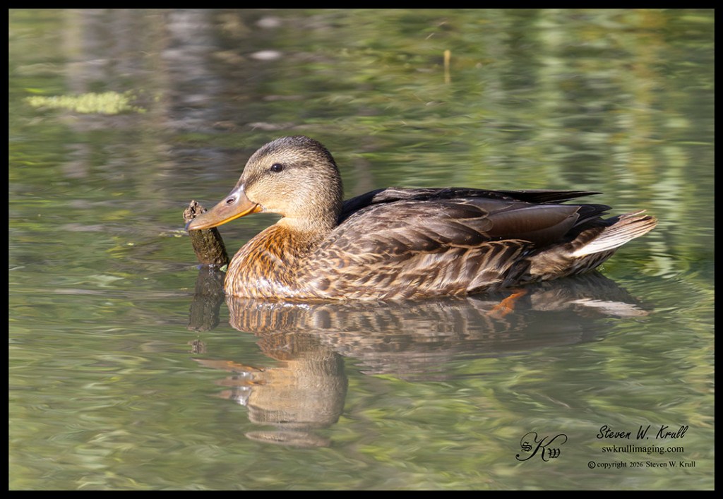 Female Mallard Duck
