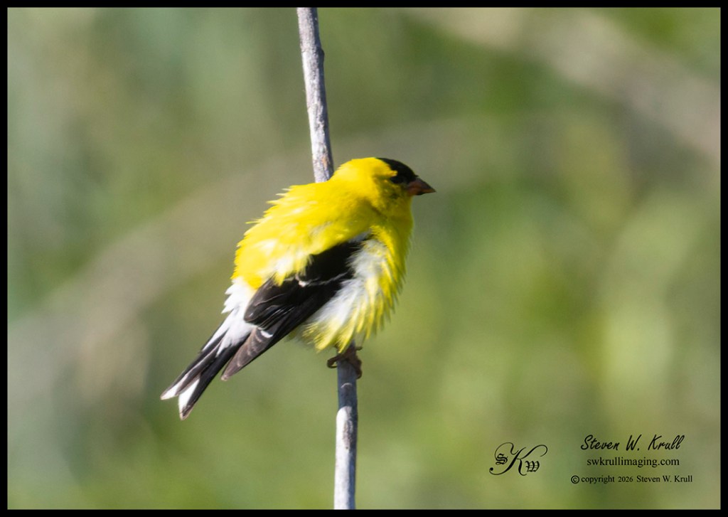 American Goldfinch